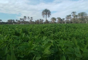 یادداشت| در بهار طبیعت به کجای بلوچستان برویم