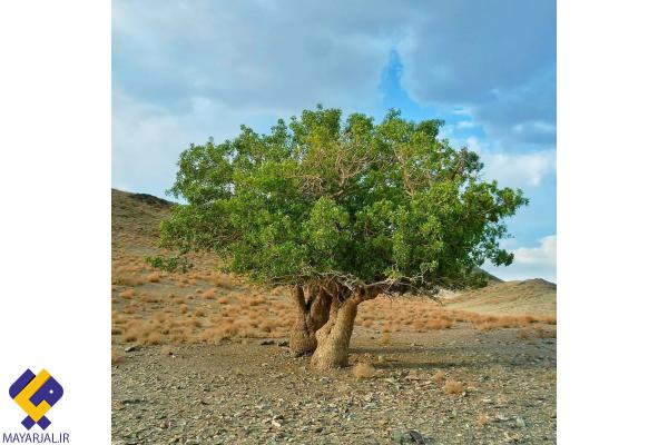 درختان زیبای بنه-سرحد بلوچستان