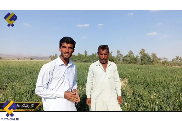 میارجلّ ء‌‌ کسّہ ءُ گشتانک چہ پیشین دمگ ء کِشت ءُ کِشار کَنوکانی همُک سالیگیں تاوان + تامُر