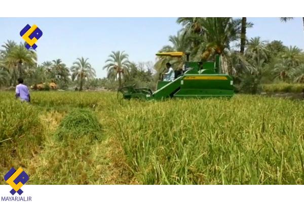 برداشت مکانیزه برنج در قطب شالیکاری بلوچستان+فیلم