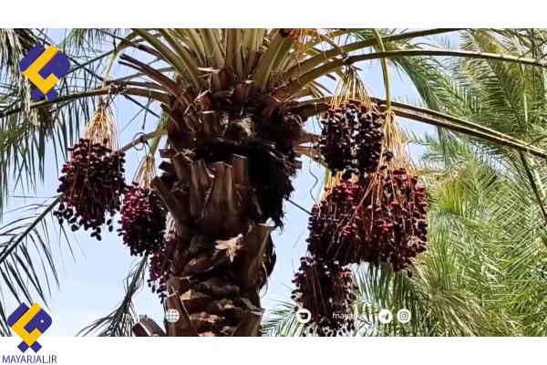 تلخی کام نخلداران بنتِ نیکشهر+فیلم