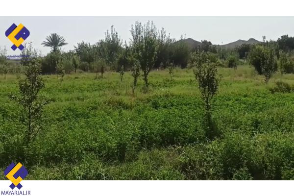 جون آباد؛ روستایی در بلوچستان با تولید میوه در چهار فصل+فیلم