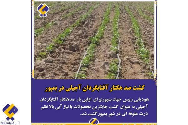 کشت صد هکتار آفتابگردان آجیلی در بمپور