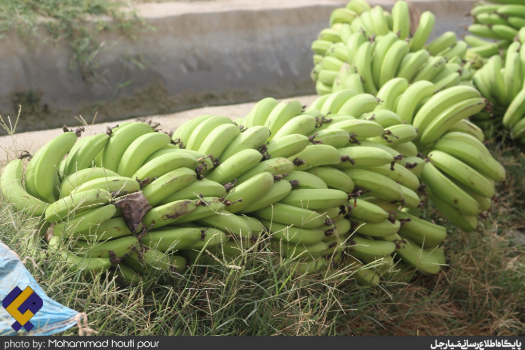 موز زرآباد بلوچستان سرآمد میوه های گرمسیری در جنوب کشور