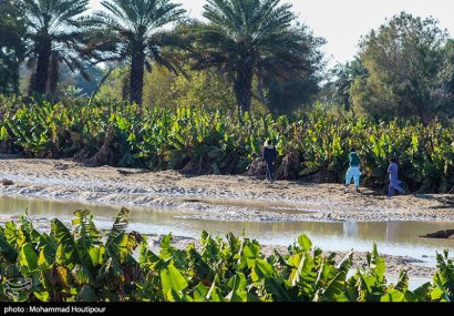 تخریب  ۷۰ درصد باغات موز بلوچستان