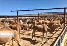 نعمتی به نام شتر برای بلوچستان!