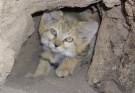 گربه شنی کمیاب با آرامش زیست بلوچستان