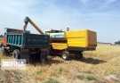 حدود ۱۲ هزار تن گندم در  بلوچستان خریداری شد