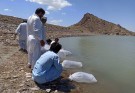دو میلیون قطعه لارو ماهی در منابع آبی راسک و سرباز رهاسازی شد