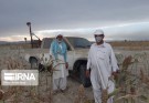 حمله ملخ‌های صحرایی از هند و پاکستان به اراضی چابهار و دشتیاری