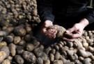 برداشت سیب زمینی گلخانه ای در شهرستان خاش/ سیب زمینی کاملا ارگانیک بلوچستان