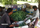 انبه بلوچستان، سلطان میوه ها در راه بازارهای داخلی سراسر کشور