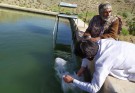 بیش‌از یک میلیون و ٧٠٠ هزار لارو ماهی در ایرانشهر رها سازی شد