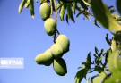 بلوچستان؛ قطب تولید سلطان میوه‌های گرمسیری
