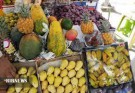 ظرفیت گردشگری به نام میوه های گرمسیری بلوچستان