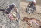 اندکی رحم ایکاش/ تمام دارایی دو پیرمرد بلوچ دزدیده شد