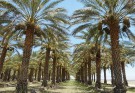 تاب بازی بر بلندای نخلستان های بلوچستان+ فیلم