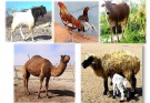 گاو، گوسفند و مرغ دشتياری، سه نژاد اشتغالزا در این منطقه