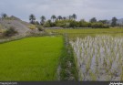 کاشت برنج در روستای دسک به روایت تصویر