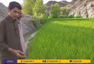 رونق برنج کاری در کم آب ترترین استان کشور / کشت برنج در بلوچستان منحصر بفرد است