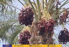 آغاز هامین، فصل برداشت خرما در بخش بنت شهرستان نیکشهر
