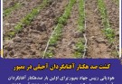 کشت صد هکتار آفتابگردان آجیلی در بمپور