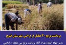 برداشت برنج ۳۰هتکار از اراضی شهرستان فنوج