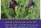 آغاز برداشت چین دوم حنا در بلوچستان