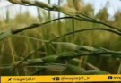 برداشت برنج محلی در روستاهای دهان و گوهرکوه ازتوابع بخش بنت شهرستان نیکشهر