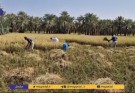 برداشت برنج از قطب شالیکاری بلوچستان/بلوچستان ءِ برنجی کشارانی بنجاہ برنج رون ءِ