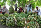 ۲۱۶ هکتار از اراضی نیکشهر زیر کشت انبه رفت