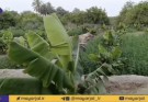 پیرسهراب؛ نگینی سبز در قلب بلوچستان