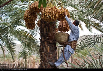 افتتاح اولین کارخانه فرآوری و بسته بندی خرما در  سراوان