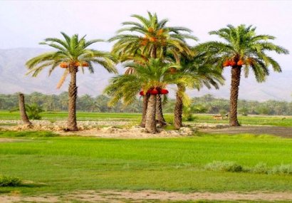 طبیعت زیبای قصرقند+فیلم