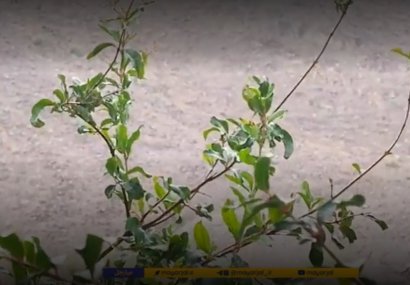 بارش باران بهاری در افشان مهرستان در آخرین روز سال 1401