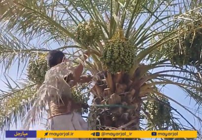 آغاز فصل مَچ‌بند در بخش بنت نیکشهر